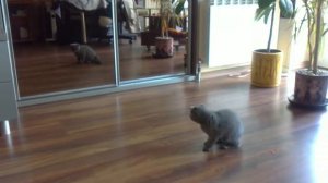 Сима бой с зеркалом