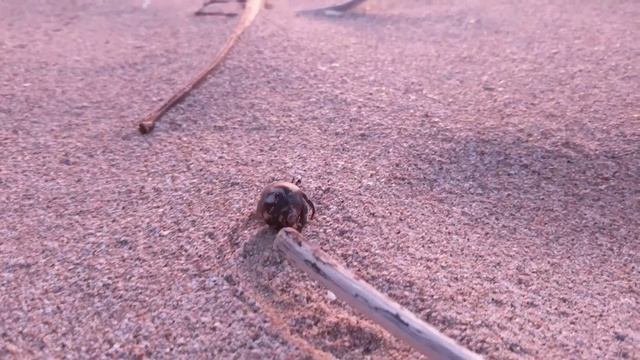 Viaje del cangrejo ermitaño смотреть онлайн