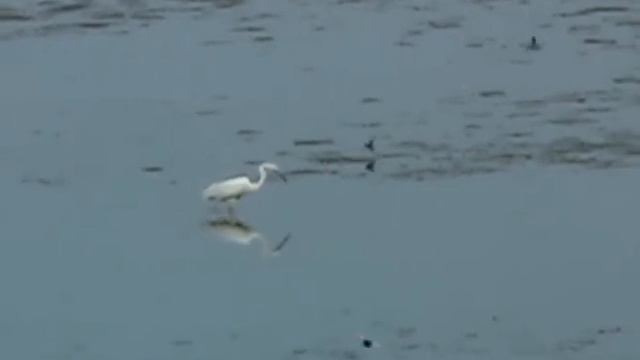 Egretta alba.flv смотреть онлайн