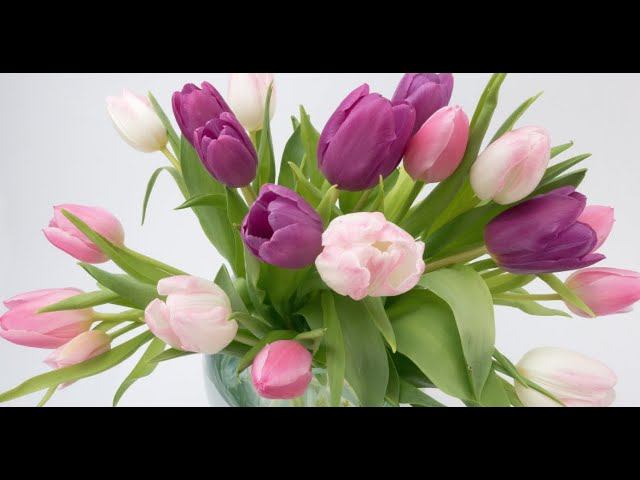 С праздником!!! Милые и прекрасные женщины!!! смотреть онлайн