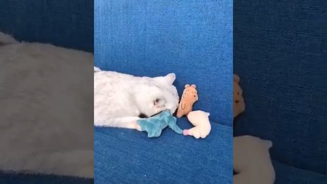 Мягкие игрушки для кошек с кошачьей мятой набор 3 шт. / медведь, кенгуру, крокодил смотреть онлайн