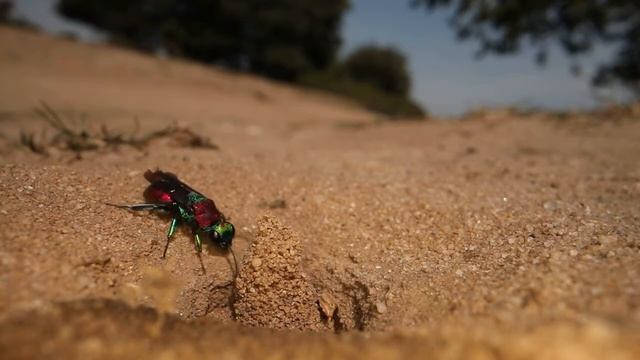 Jewel Wasp смотреть онлайн