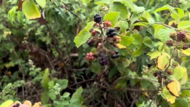 АЗЕРБАЙДЖАН.СДЕЛАЛИ СЮРПРИЗ ДРУЗЬЯМ.ЛЕНКОРАНЬ#azerbaycan#baku#travelvlog#vlog#море#