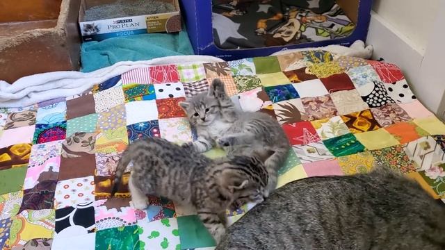 Busy Kittens (Hermes, Iris, Athena, And Artemis) On March 14, 2021