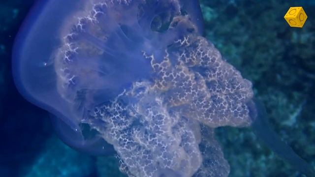 Rhizostoma pulmo, Pulmón de mar смотреть онлайн