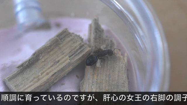 ハリブトシリアゲアリにも育休を与えます смотреть онлайн