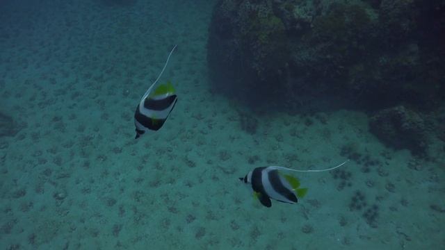 Diving Thailand 06 September 2020 Sail Rock Underwater video смотреть онлайн