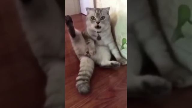Котик только что осознал, что ему отрезали бубенцы И его морда явно выражает вс смотреть онлайн