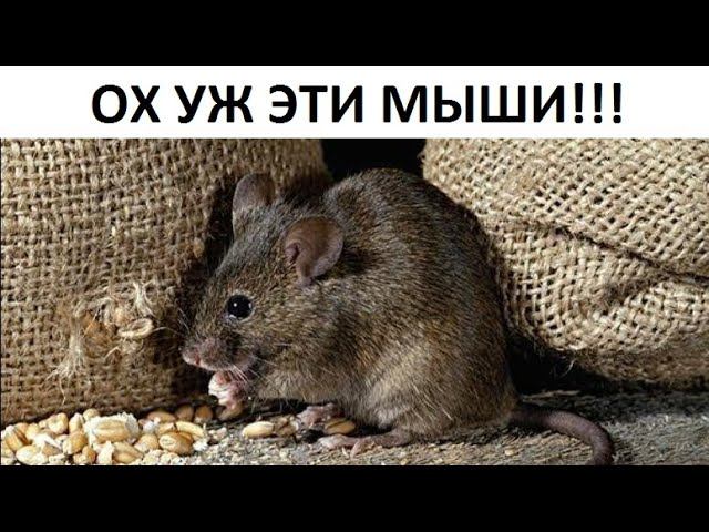 Методы борьбы с мышами. смотреть онлайн