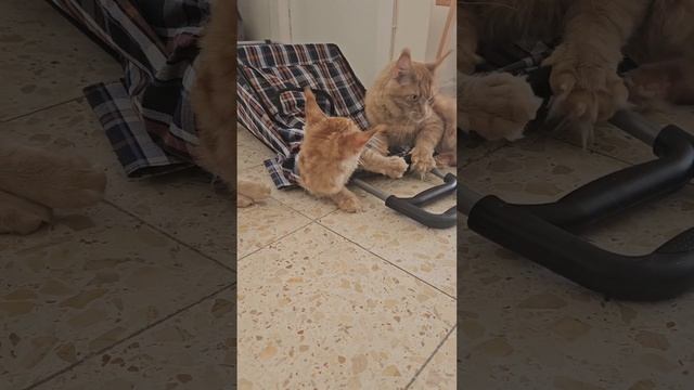 кошачьи игры #cat # кошки# смотреть онлайн