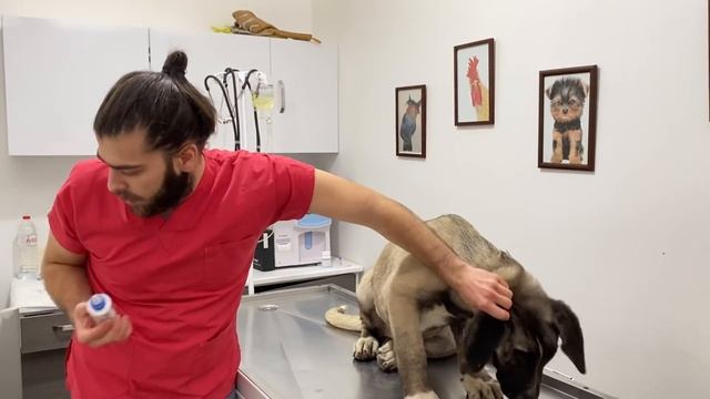 DEV YAVRU KÖPEK! Aksaray Malaklısı Yavrusu: Nazlı! Kangal Köpeği 'nden bile büyük! смотреть онлайн