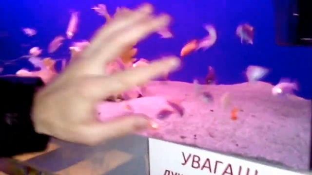 Повелитель рыбок! Танцы в аквариуме! Lord of the fish! Dance in the aquarium! смотреть онлайн