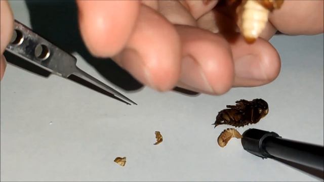 Socorro ao Tenébrio gigante - Zophobas morio смотреть онлайн