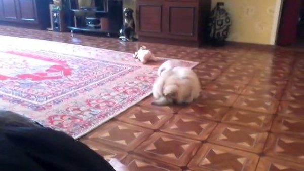 Секаса оченя не хватает