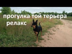 Прогулка той терьера - релакс.