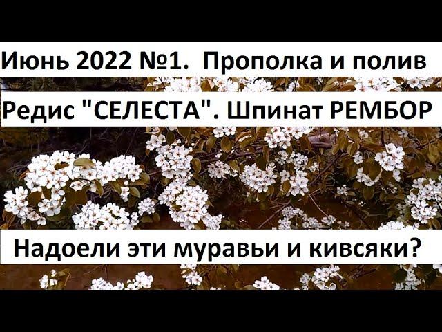Июнь 2022. серия №1. Прополка и полив в природном земледелии. смотреть онлайн
