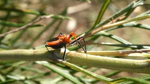 AwA Orange Assassin Bug (Gminatus australis) & Egg Cluster with Guest Appearance by Jemima смотреть онлайн