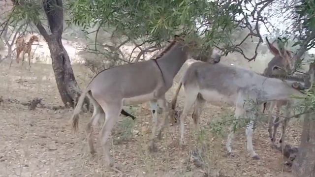 funny donkey meeting 🤝🤝 смотреть онлайн