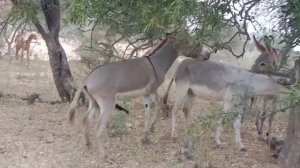 funny donkey meeting 🤝🤝