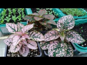 Гипоэстес от А до Я.