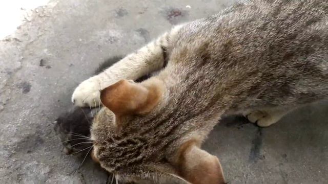 Cat Margo and kitten 💙 как кот взял котенка в рот унес ✨✨✨✨ смотреть онлайн