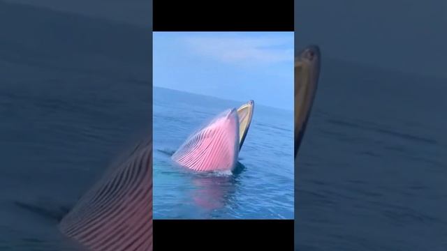 Whale hunting time | biggest whale смотреть онлайн