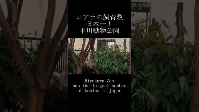 コアラの飼育数日本一！平川動物公園 Hirakawa Zoo has the largest number of koalas in Japan #shorts #koala #animals смотреть онлайн