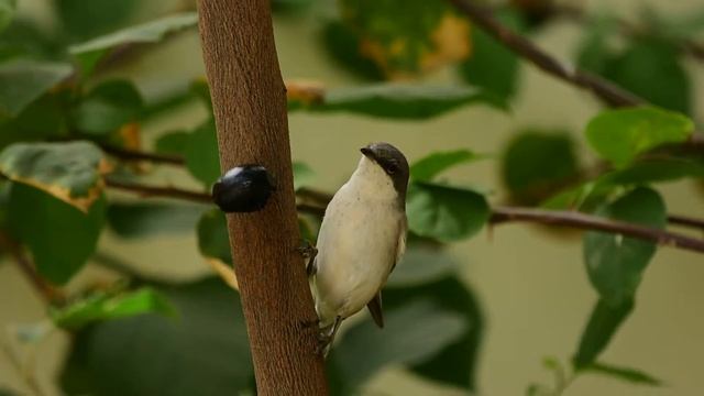 Hume's whitethroat, Sylvia althaea смотреть онлайн