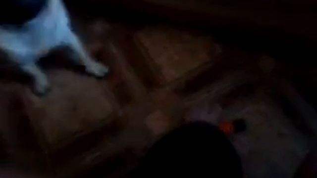 Собака улыбака мопсик смотреть онлайн