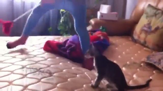 Играющая кошка смотреть онлайн