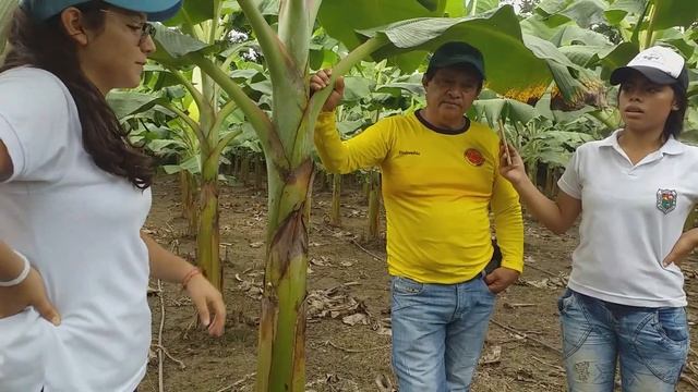Labores culturales (cultivó de plátano) смотреть онлайн