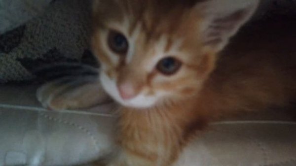 Деревенская жизнь. Котик Симба