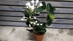 Стефанотис