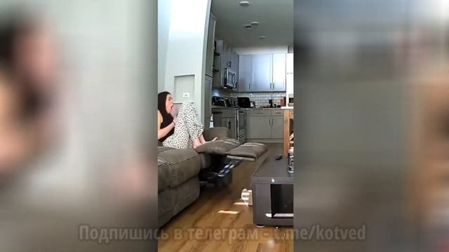 Смешные кошки, который знают, как заставить вас хохотать до слез! смотреть онлайн