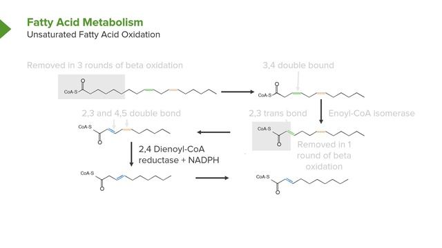 01. Lipid Metabolism Fat & Fatty Acids