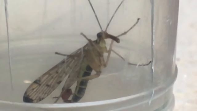 Panorpa communis (Linnaeus, 1758) смотреть онлайн
