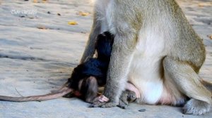 TARA MOM MONKEY CROSSING HAND TO BLOCK MILK NEWLY THOMAS BABY/ THOMAS CRYING & WALKING AROUND.