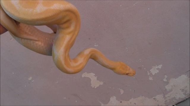 Adult Male Albino Ball Python смотреть онлайн