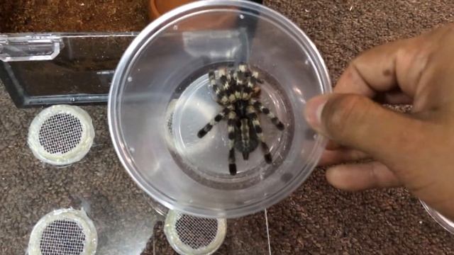 Poecilotheria formosa Rehoming смотреть онлайн