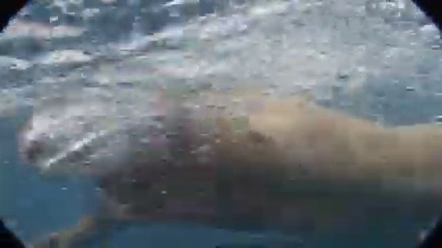 Бесконечный бассейн Total Immersion Терри Лафлин смотреть онлайн