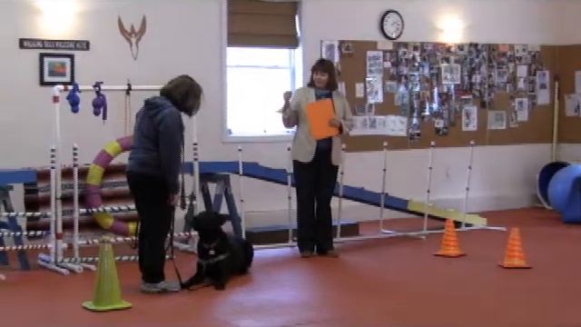 Team Evaluations from Outer Space - Rita Rush.flv - New England Pet Partners смотреть онлайн