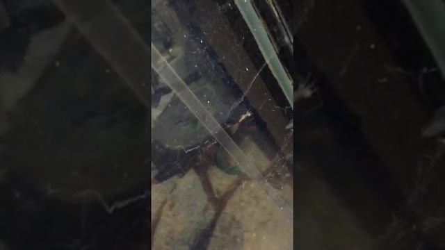 Araña se come cabeza de hormiga смотреть онлайн