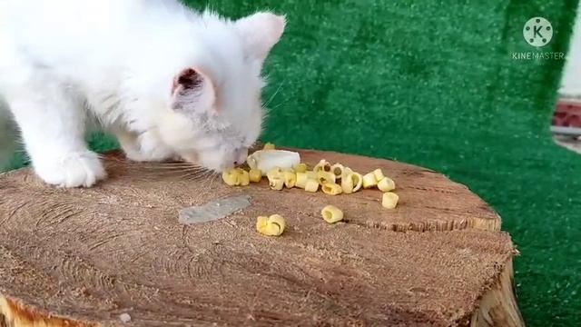 Persian cat eats pasta and cheese смотреть онлайн