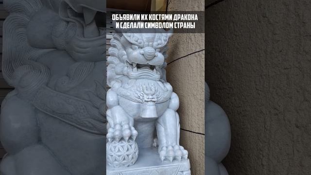 Как из Динозавра придумали Дракона? 🤯😵💫 #shorts #шортс #facts #факты #животные #динозавры смотреть онлайн