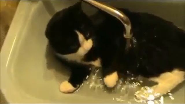 КОШКИ лучшее 6.mp4 смотреть онлайн