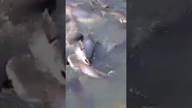 Pangasius fish video status || fishing video #shorts смотреть онлайн