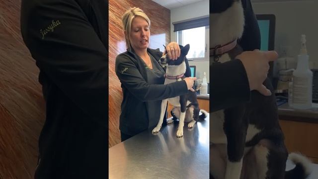 HVDB - Administration de médication смотреть онлайн