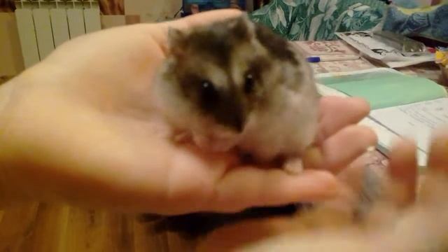 Хомяк кушает сыр смотреть онлайн