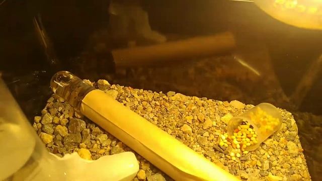 CATAGLYPHİS NODUS KRALİÇESİ смотреть онлайн