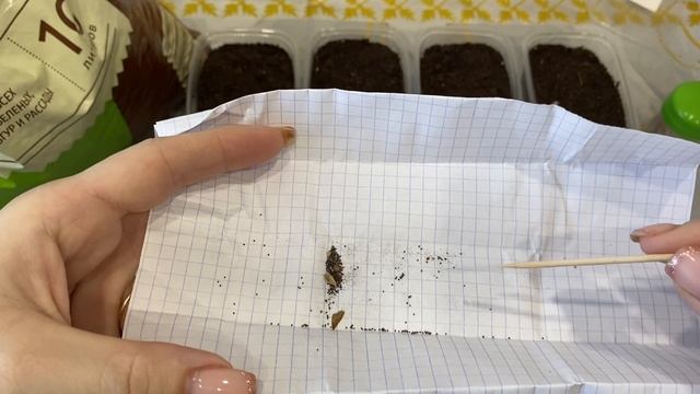 Эксперимент. Сею петунии семена которых собирала на городских клумбах. смотреть онлайн